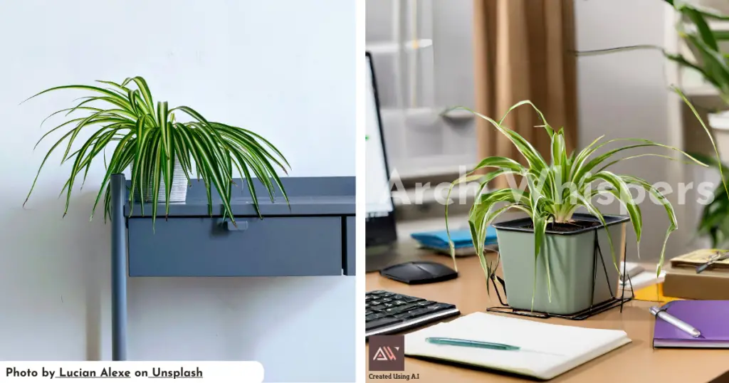 Desk Plants Greening Your Workspace