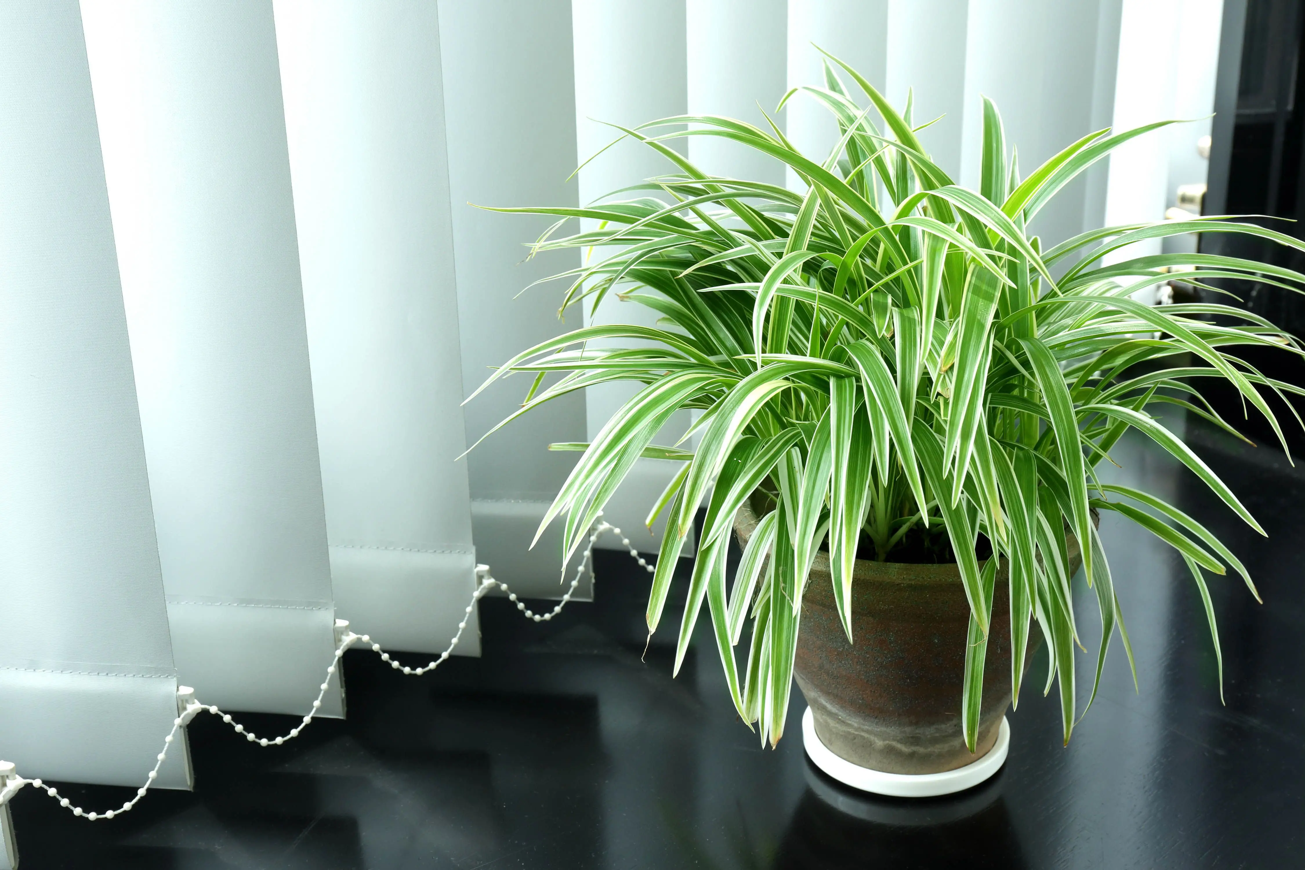 Desk Plants Greening Your Workspace