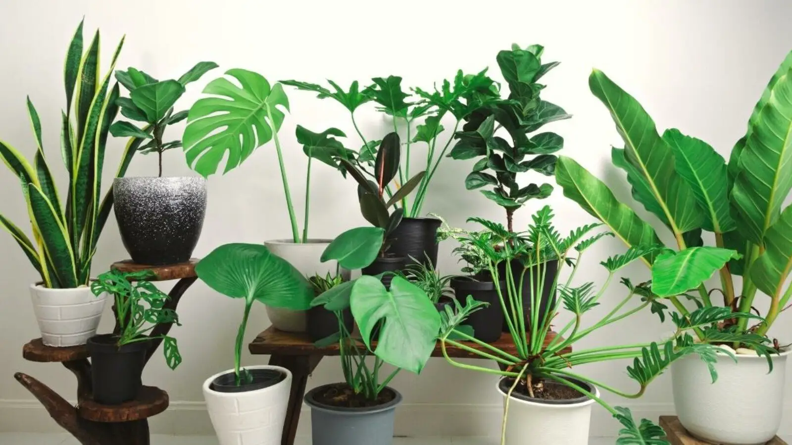 The Power of Green Enhancing Your Office Space with Plants