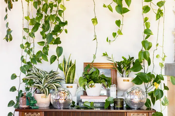 The Power of Green Enhancing Your Office Space with Plants
