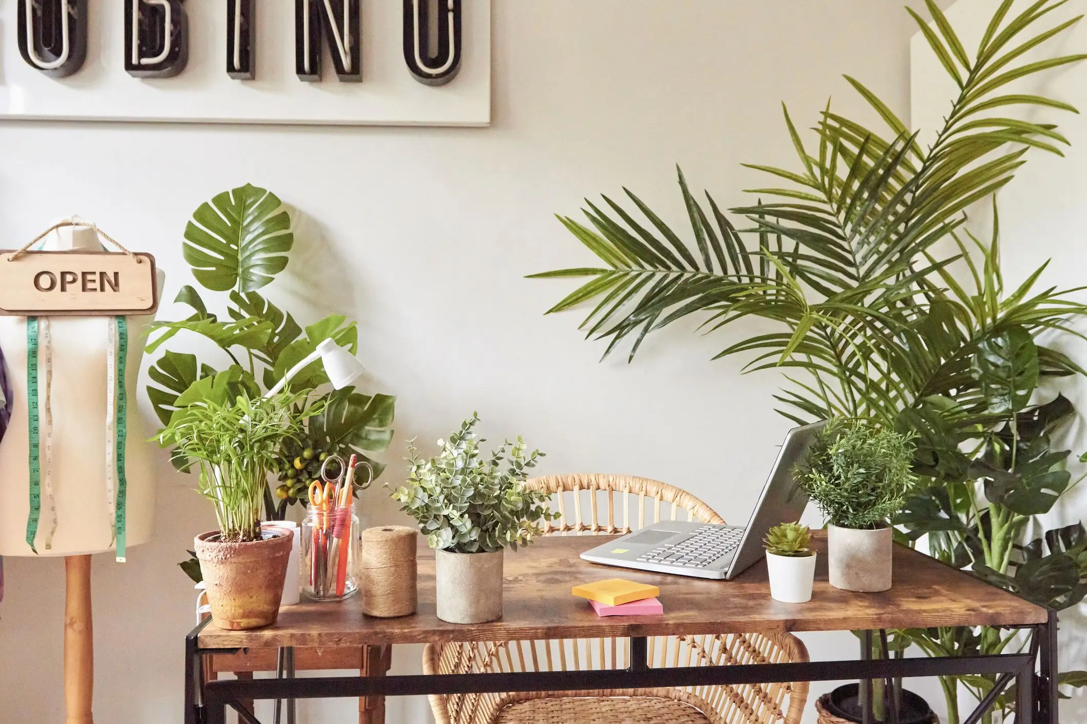 The Power of Green Enhancing Your Office Space with Plants