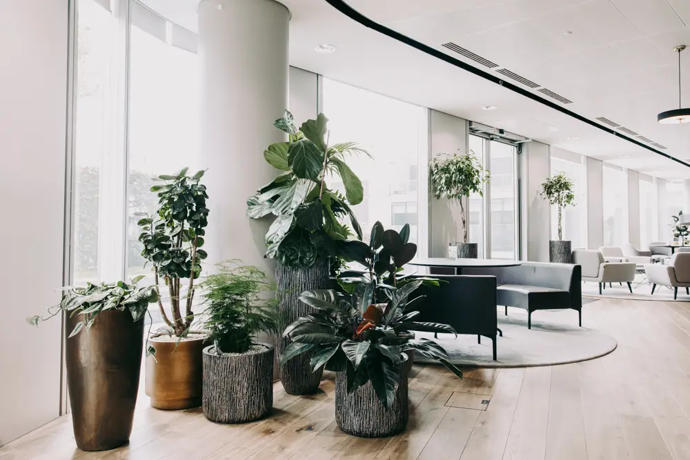 The Power of Green Enhancing Your Office Space with Plants