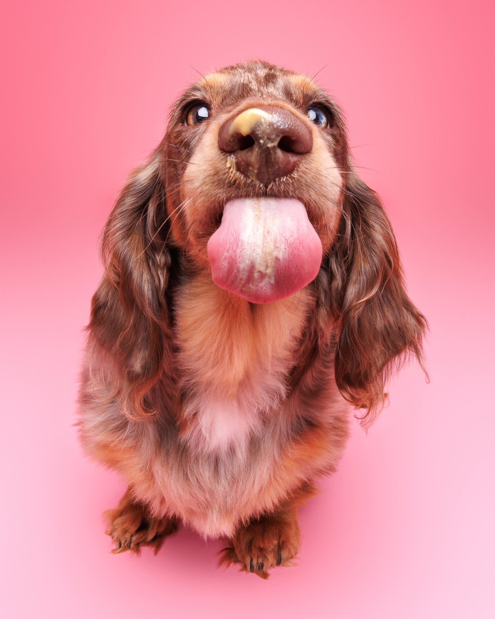 Becki Burgess studio dog portrait — dog photography Perth by Waggly Studios