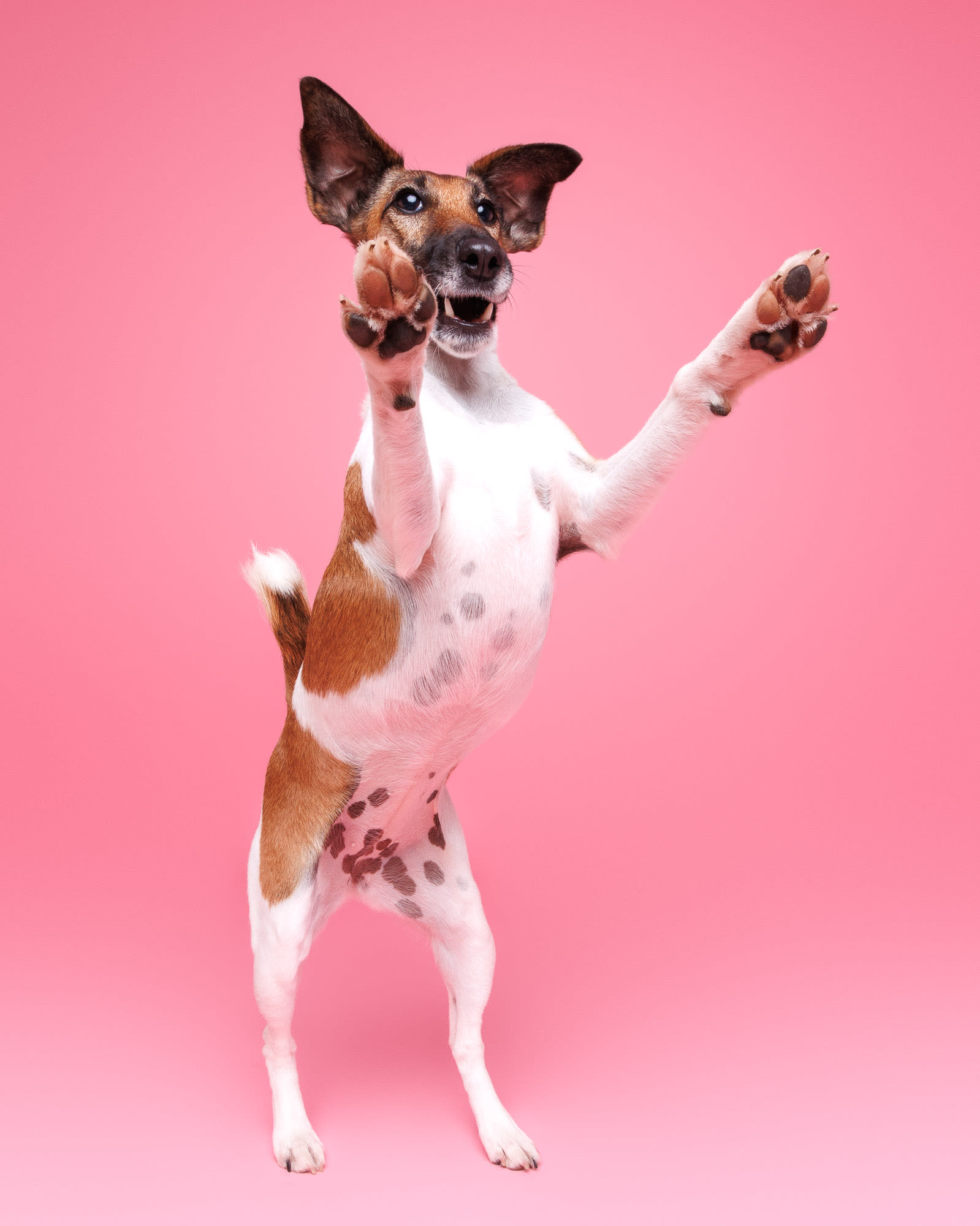 Billie the Smooth Fox Terrier studio portrait — dog photography Perth by Waggly Studios