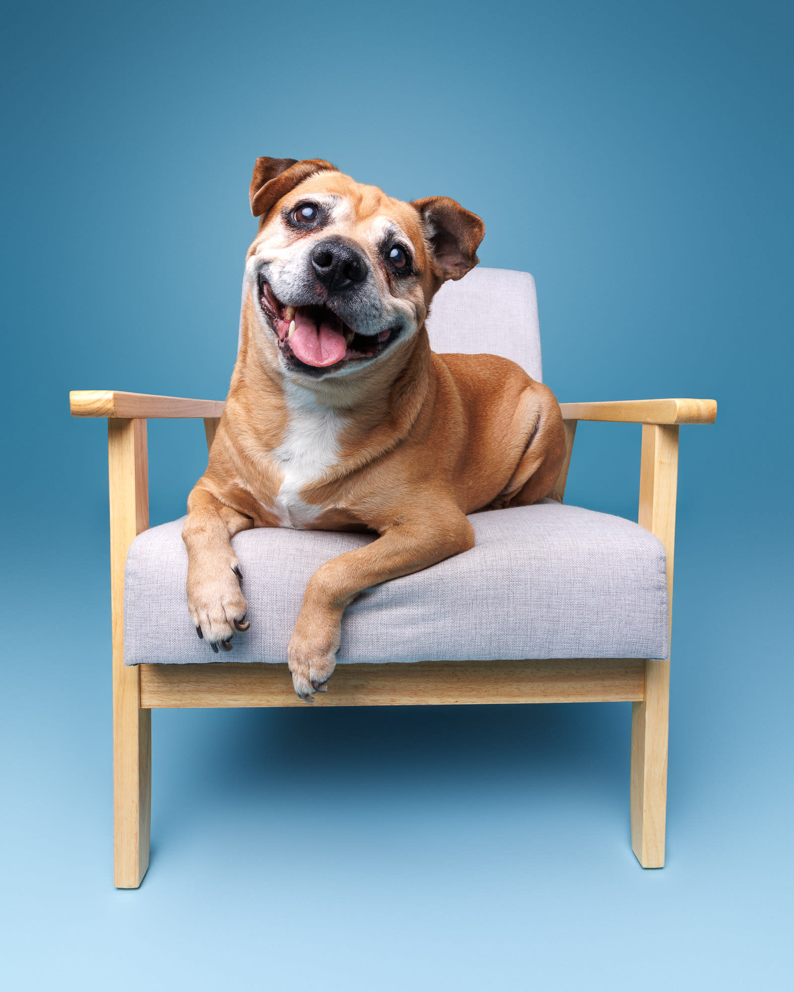 Chopper the English Staffy studio portrait — dog photography Perth by Waggly Studios