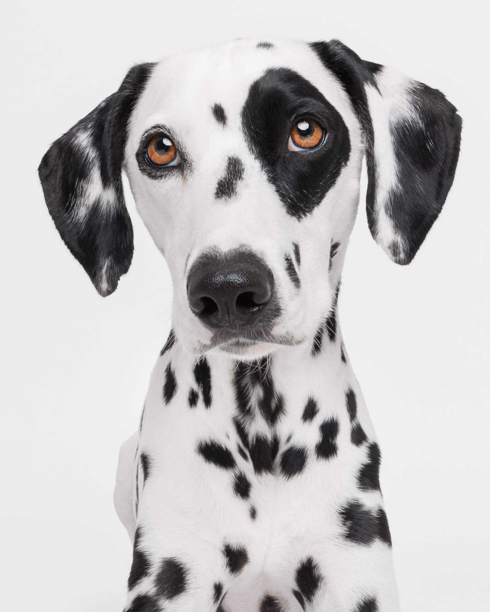 Winter and Willow the Dalmatians — Waggly Studios dog photography Perth