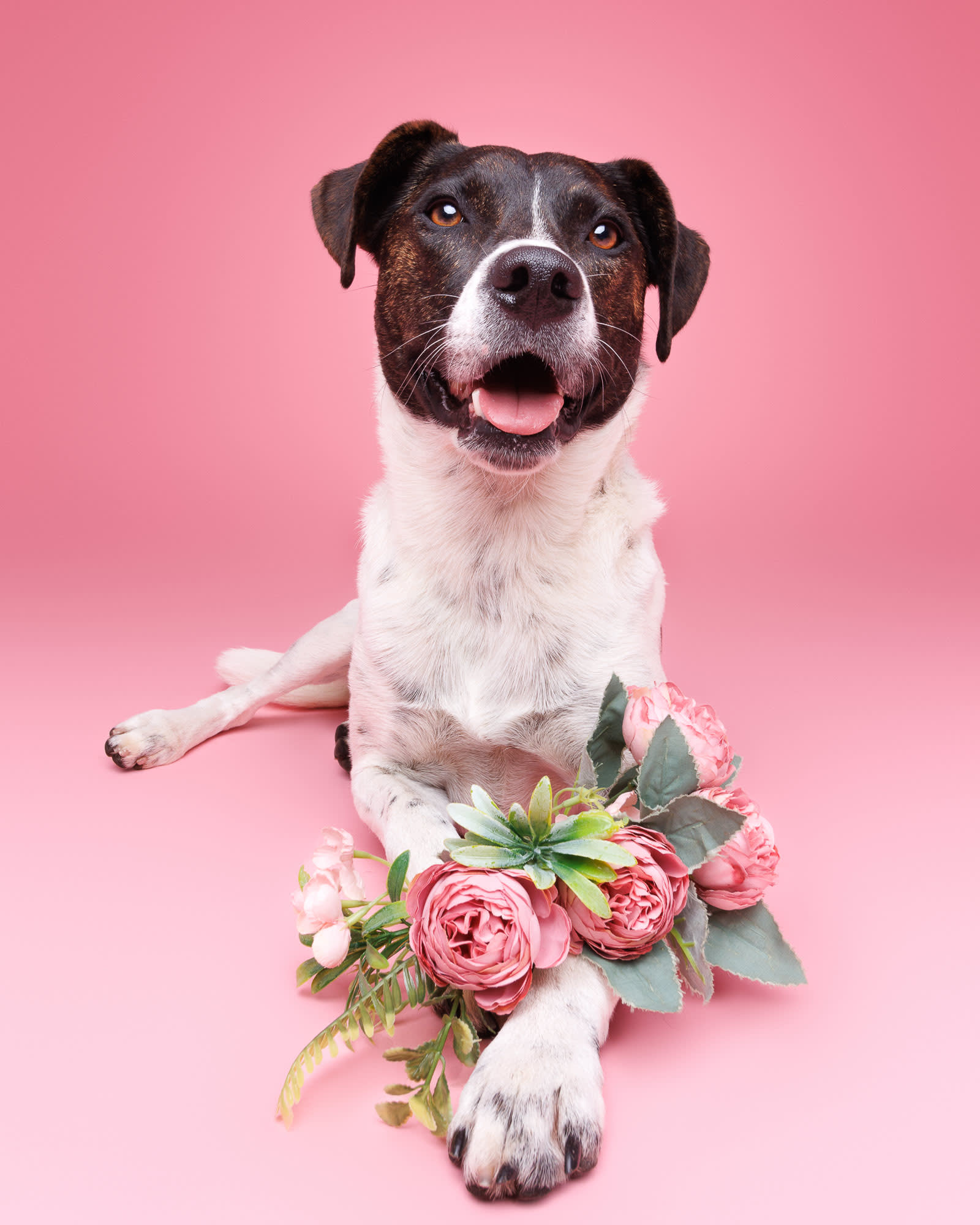 Rescue mix studio portrait — dog photography Perth by Waggly Studios