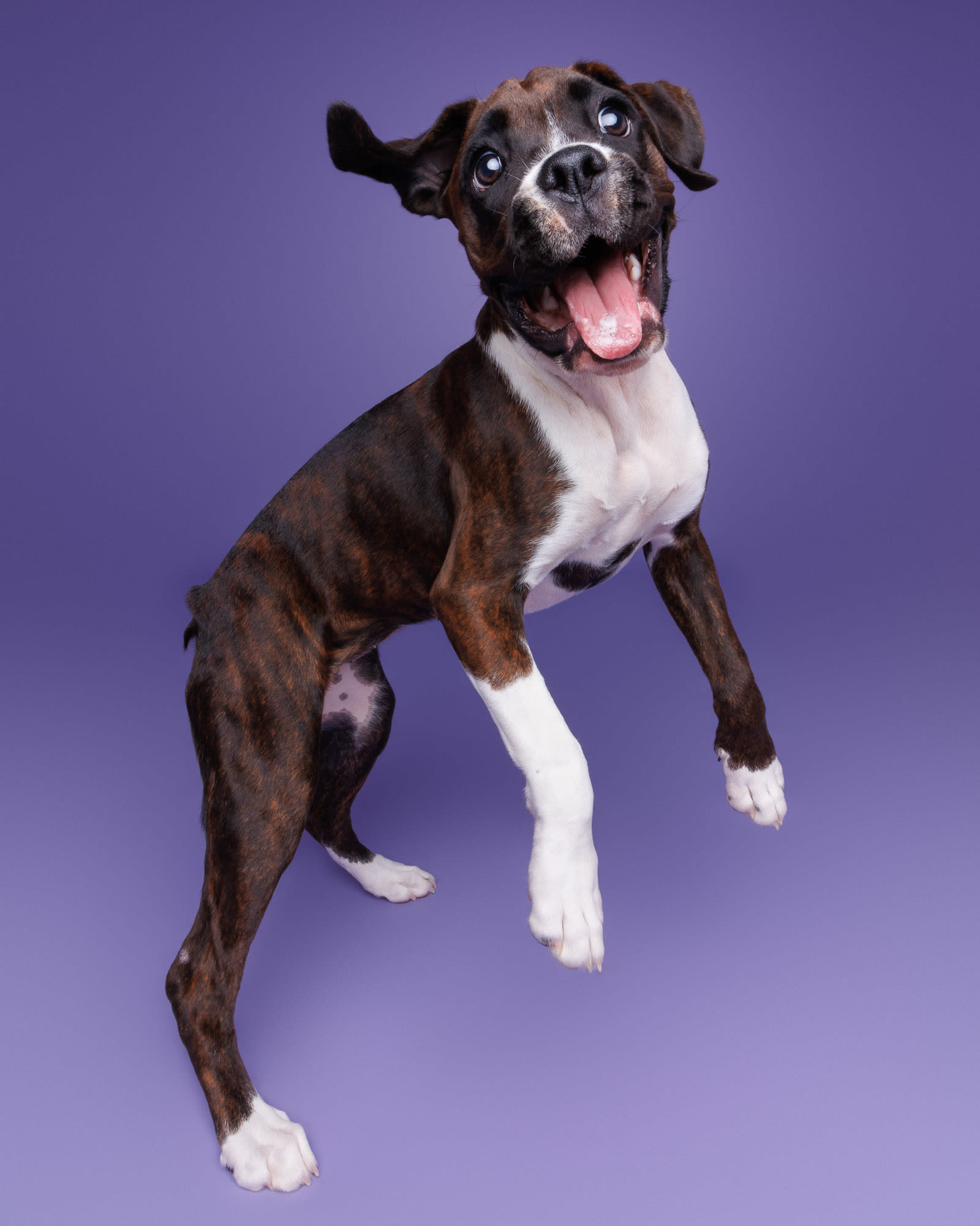 Khia the Boxer studio portrait — dog photography Perth by Waggly Studios