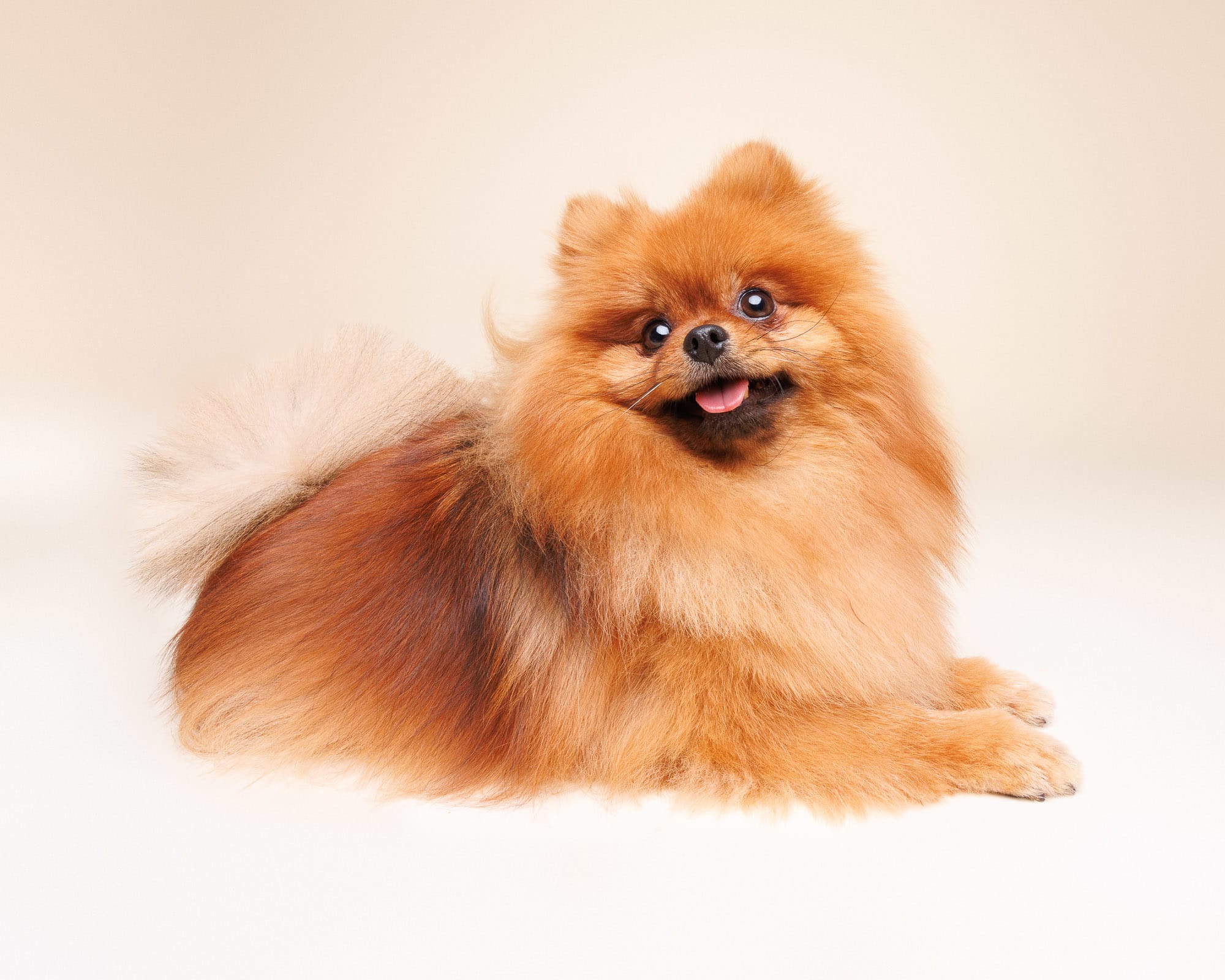 Ollie and Bentley the Pomeranians — Waggly Studios
