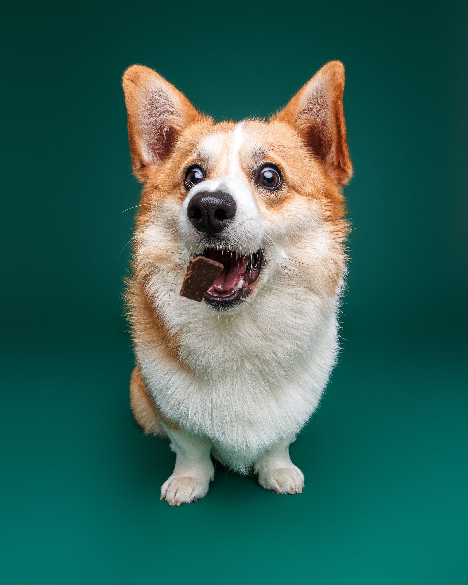 Wally the Corgi studio portrait — dog photography Perth by Waggly Studios