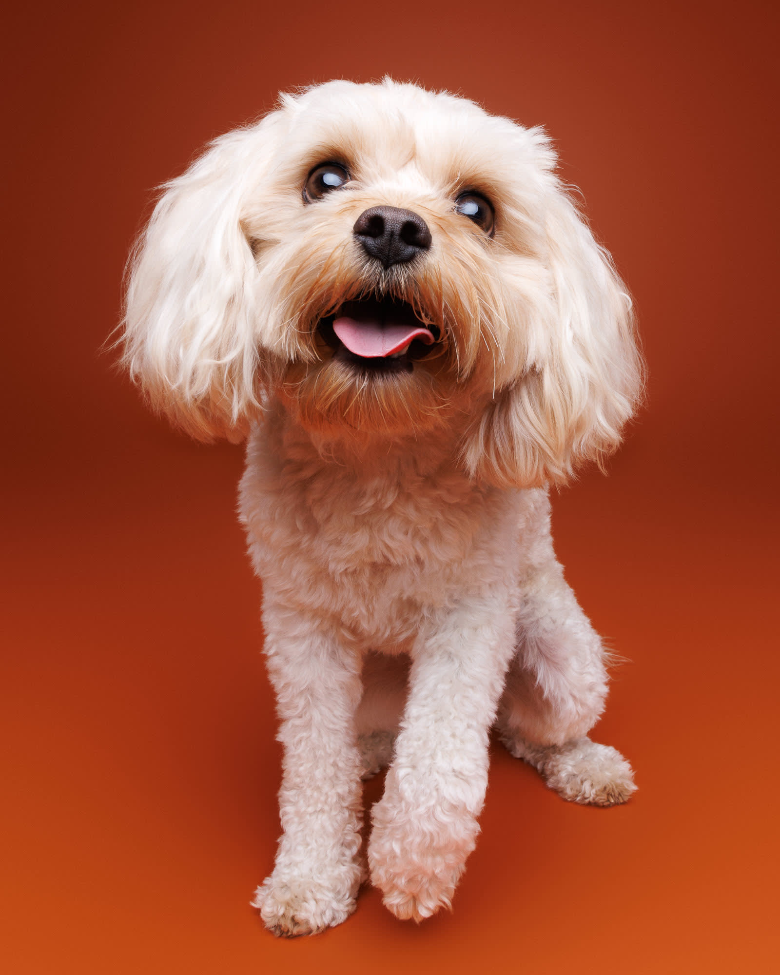 Wilbert the Cavoodle studio portrait — dog photography Perth by Waggly Studios