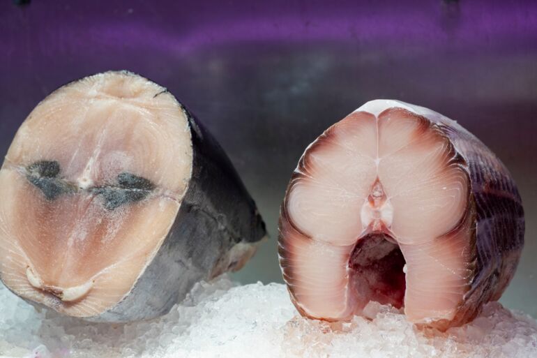 Filet de Requin