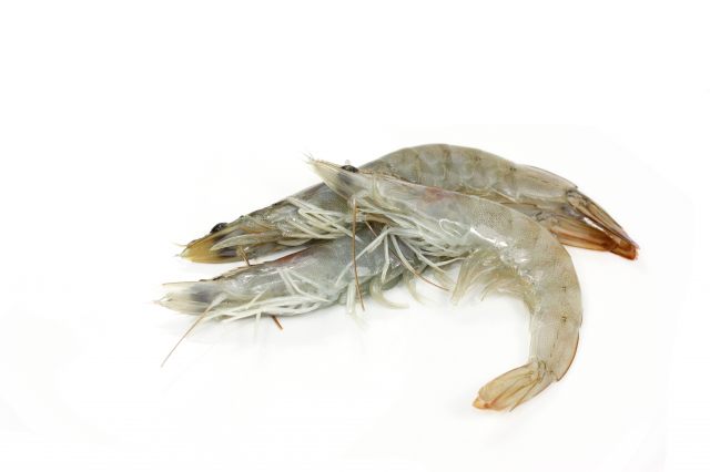 Crevettes Grises