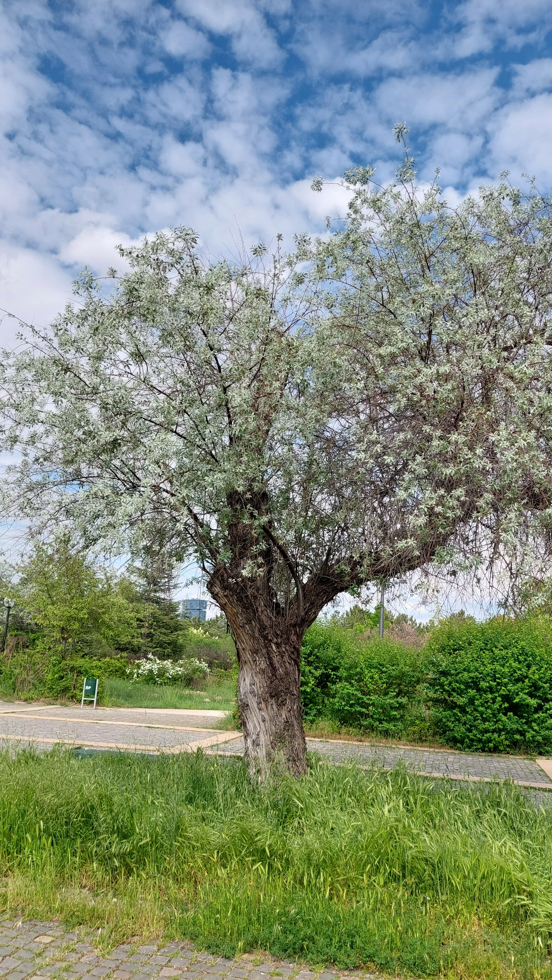 Kuş iğdesi