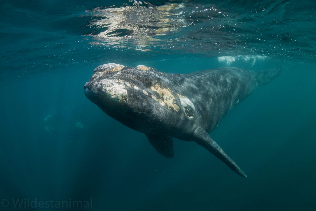 Portada de Instituto de Conservación de Ballenas