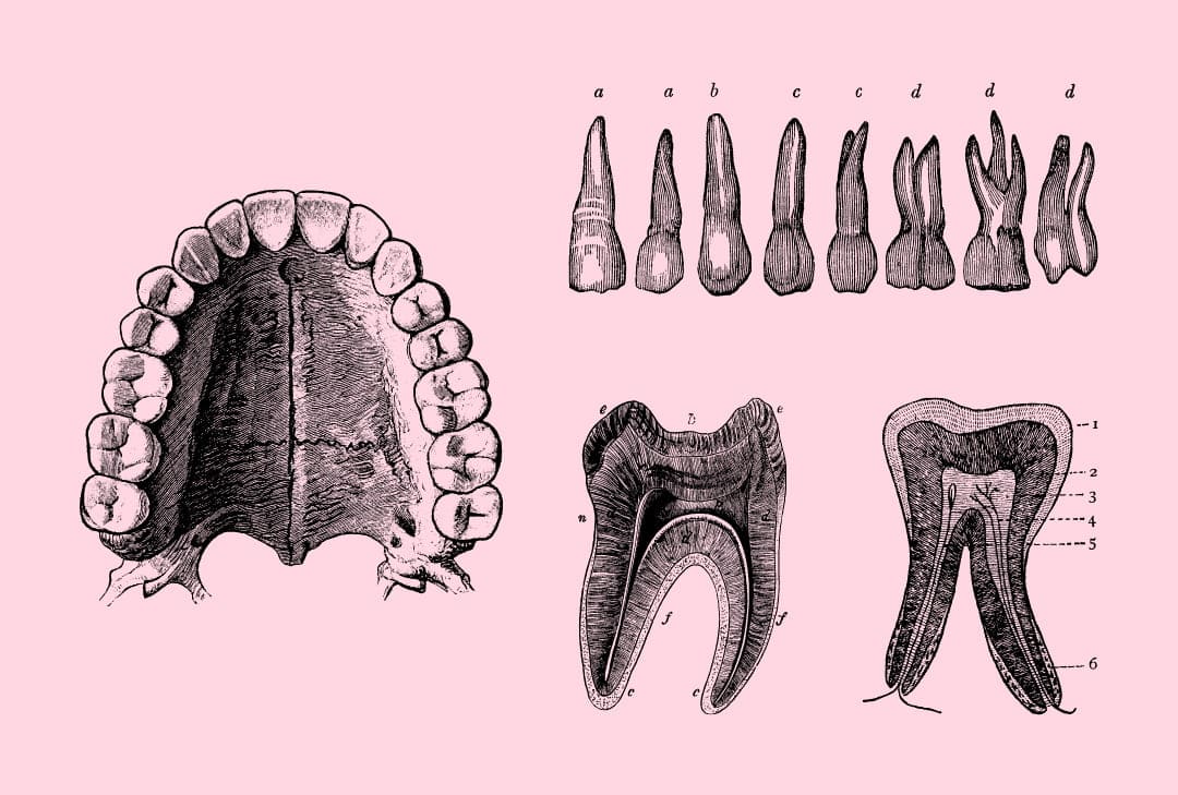 nombre dientes nombre dientes