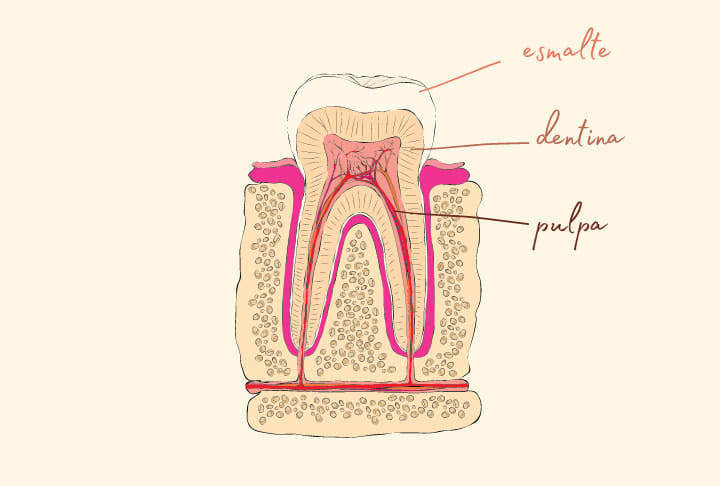 partes de los dientes