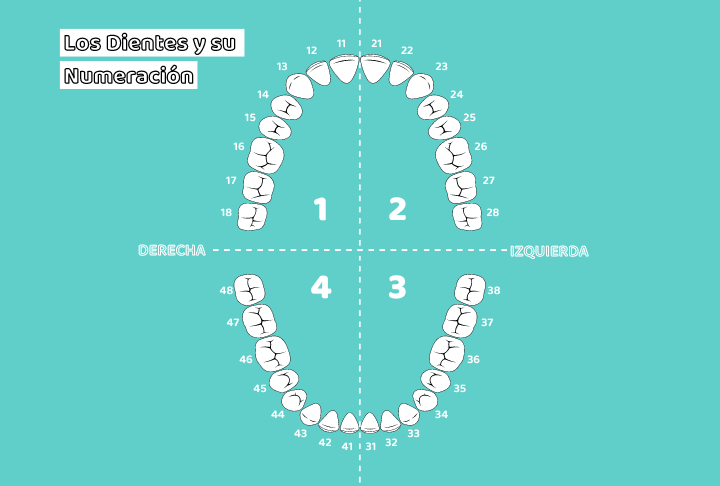 nombres dientes