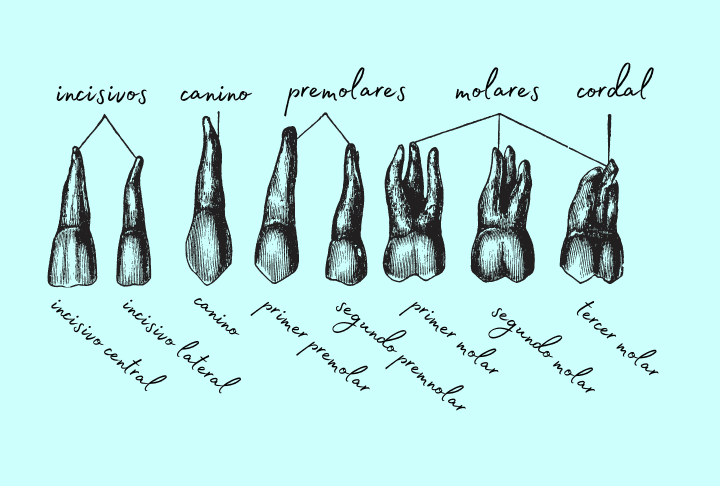 nombres de los dientes