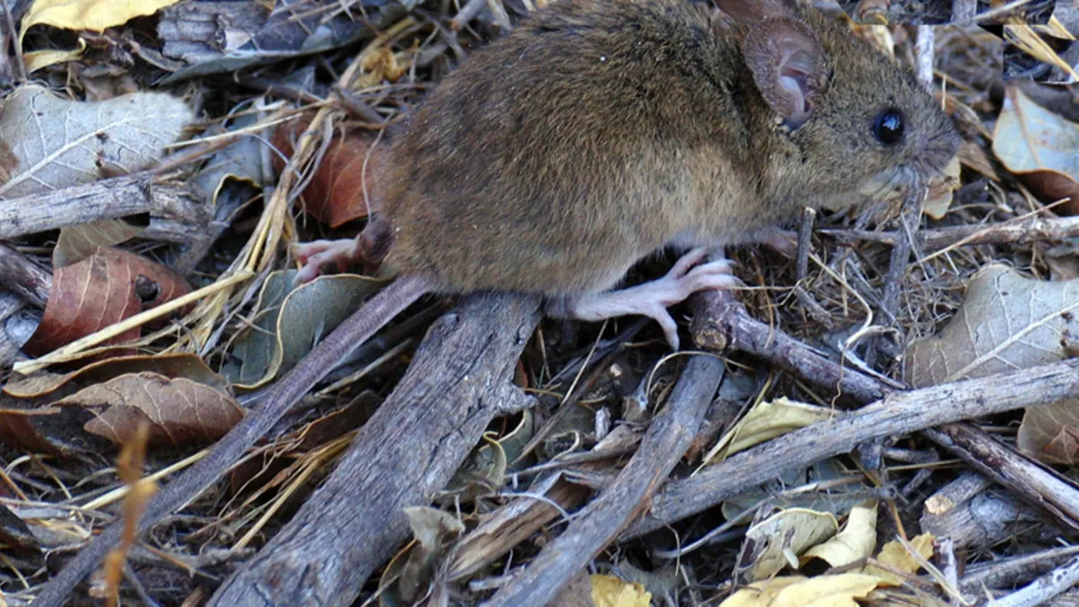Ratón de cola larga sobre hojarasca y ramas secas, la especie silvestre que transmite el virus hanta