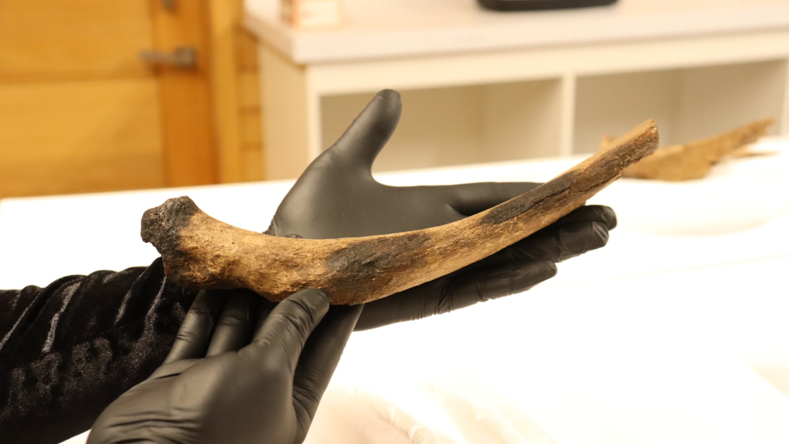 Manos con guantes sostienen una pieza arqueológica de la colección Monte Verde en el laboratorio de la UACh en Puerto Montt