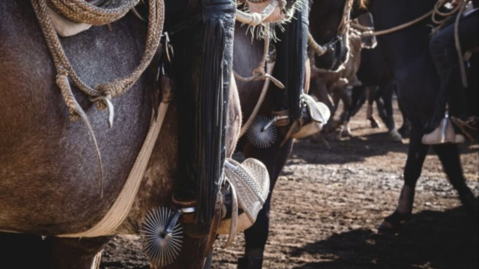 Huasos montados con espuelas y aperos durante un rodeo, imagen referencial