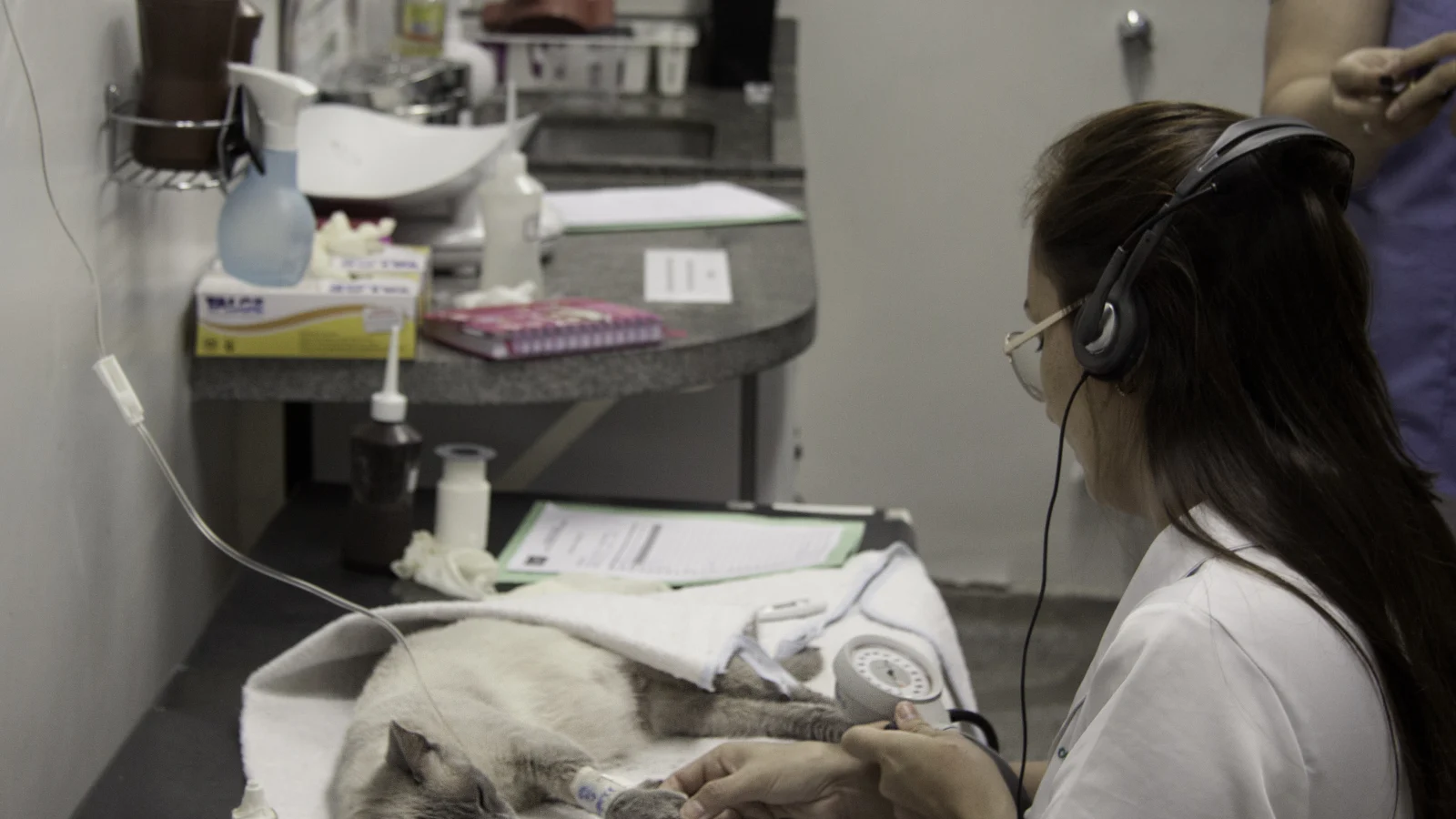 Veterinaria monitorea a un gato bajo anestesia sobre la mesa de un pabellón veterinario