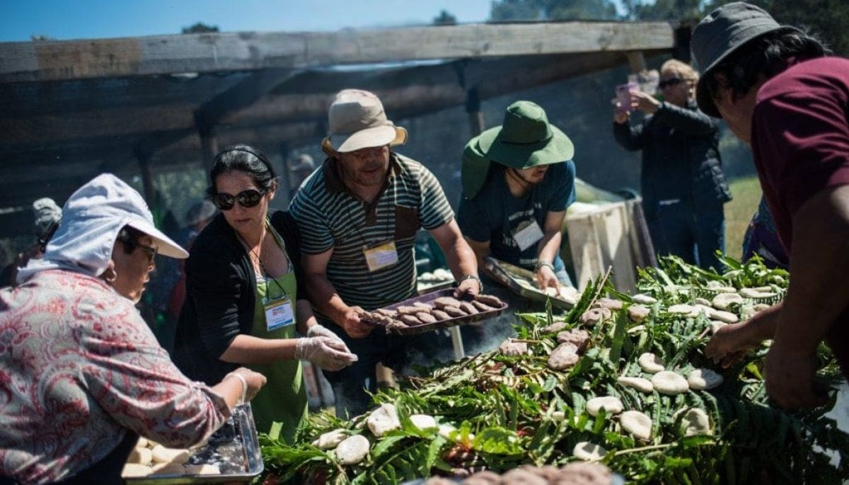 Curanto Gigante de Calbuco: Tradición y Sabor en el Parque Caicaén
