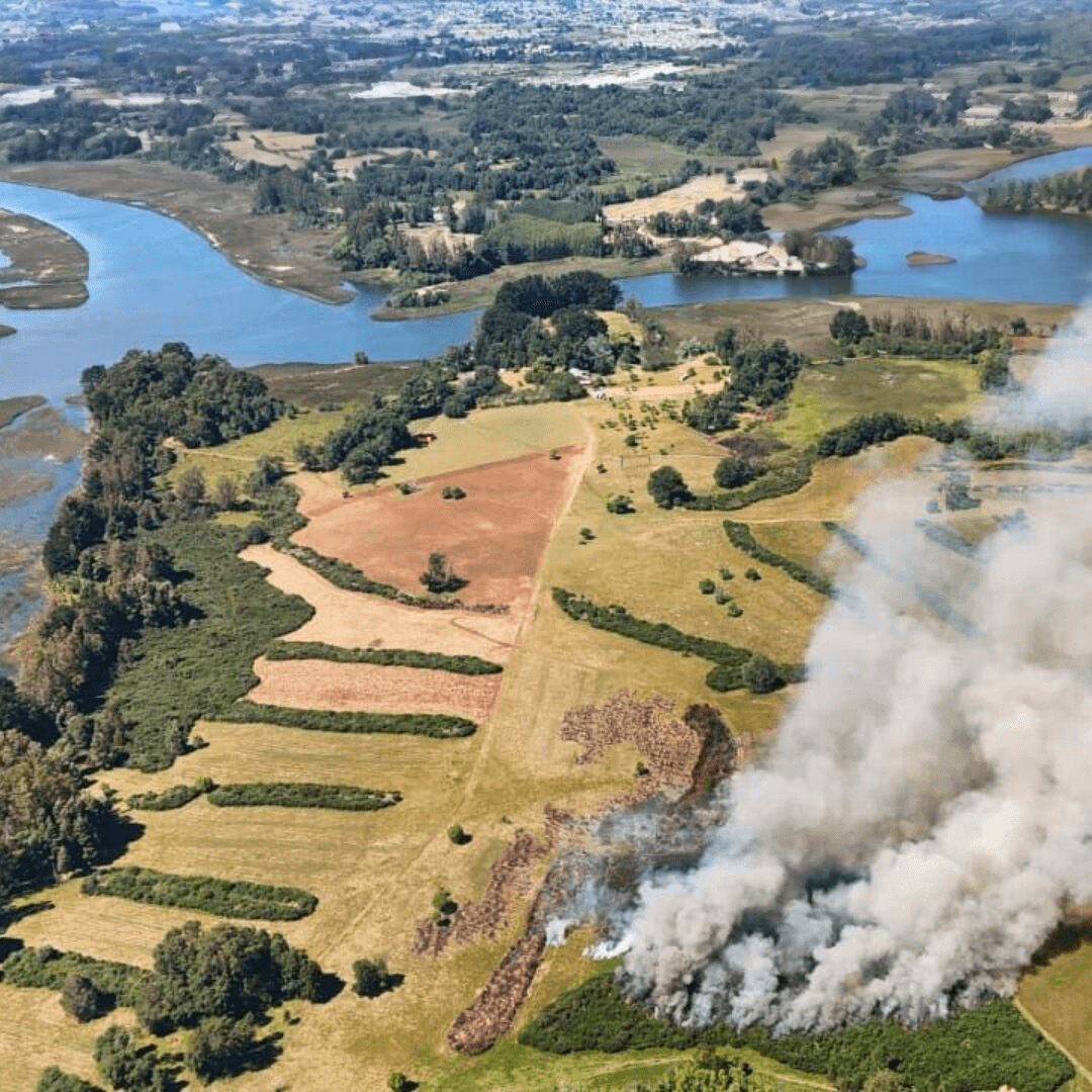 CONAF Los Ríos: 62 incendios forestales en temporada 2025-2026