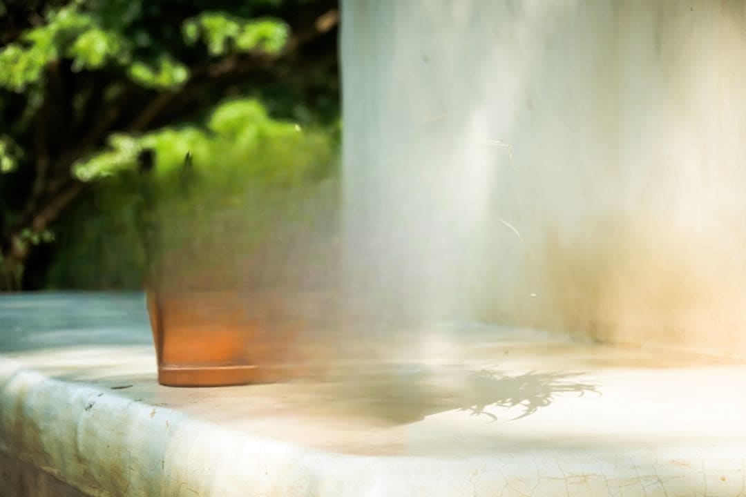 Consejos para Cuidar Plantas en Verano y Olas de Calor