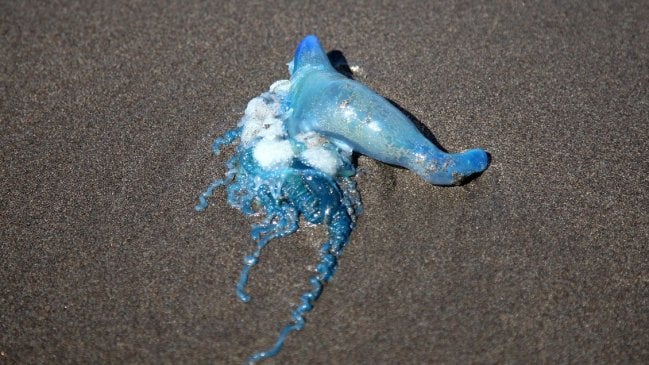 Cierran Playas de Cartagena, El Tabo y Santo Domingo por Fragata Portuguesa