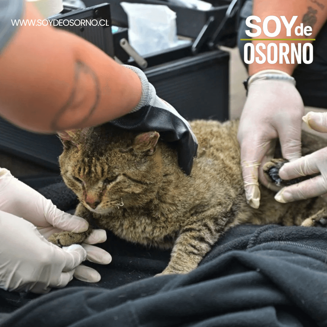 Colmevet Llanquihue y ARCHI Los Lagos Recolectan Ayuda para Animales Afectados por Incendios