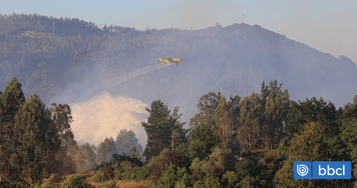 Plantaciones forestales en Los Lagos: Debate por riesgos y gestión regional