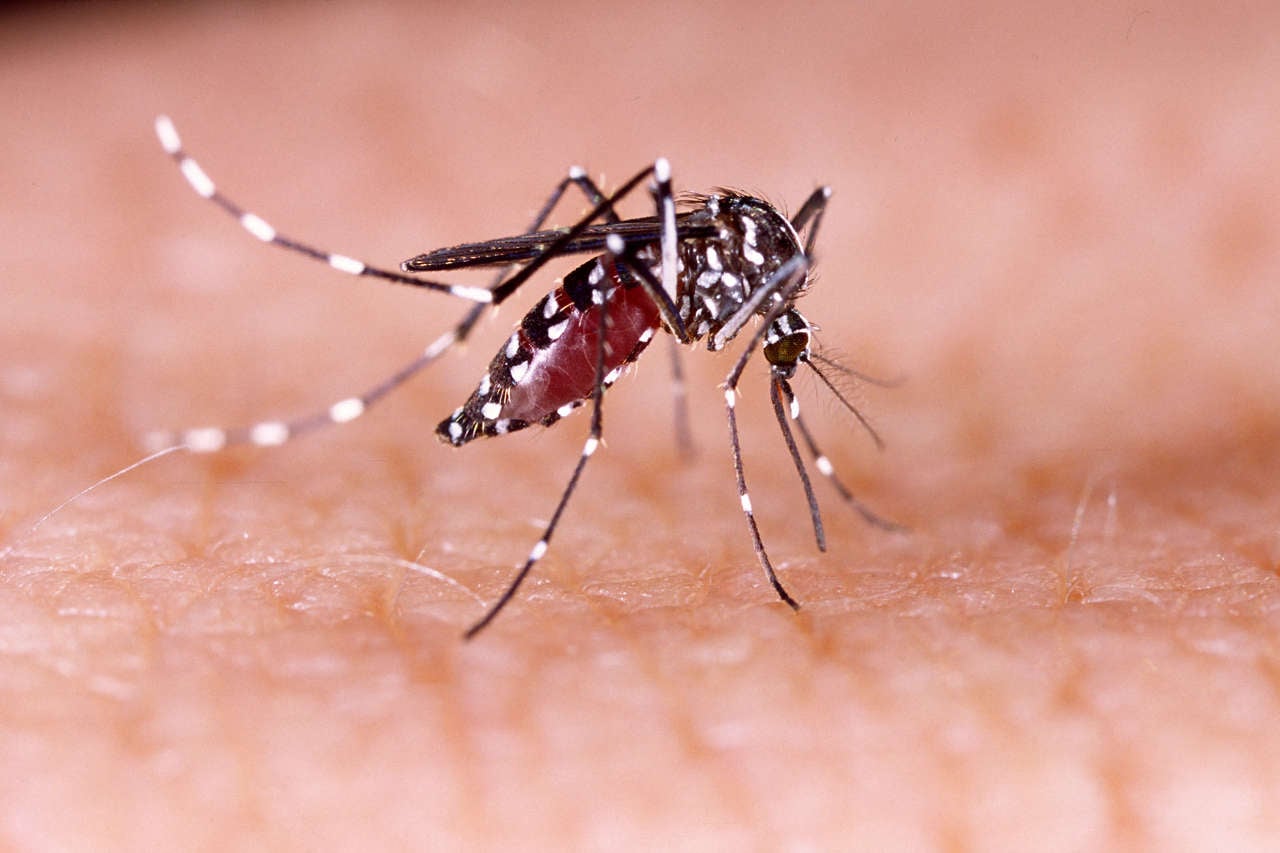 Detección de Mosquito Aedes aegypti Activa Alerta Sanitaria en Chile