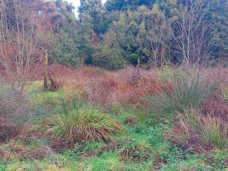 Humedales de Puerto Varas: Resguardo y valor ecológico en Lago Llanquihue