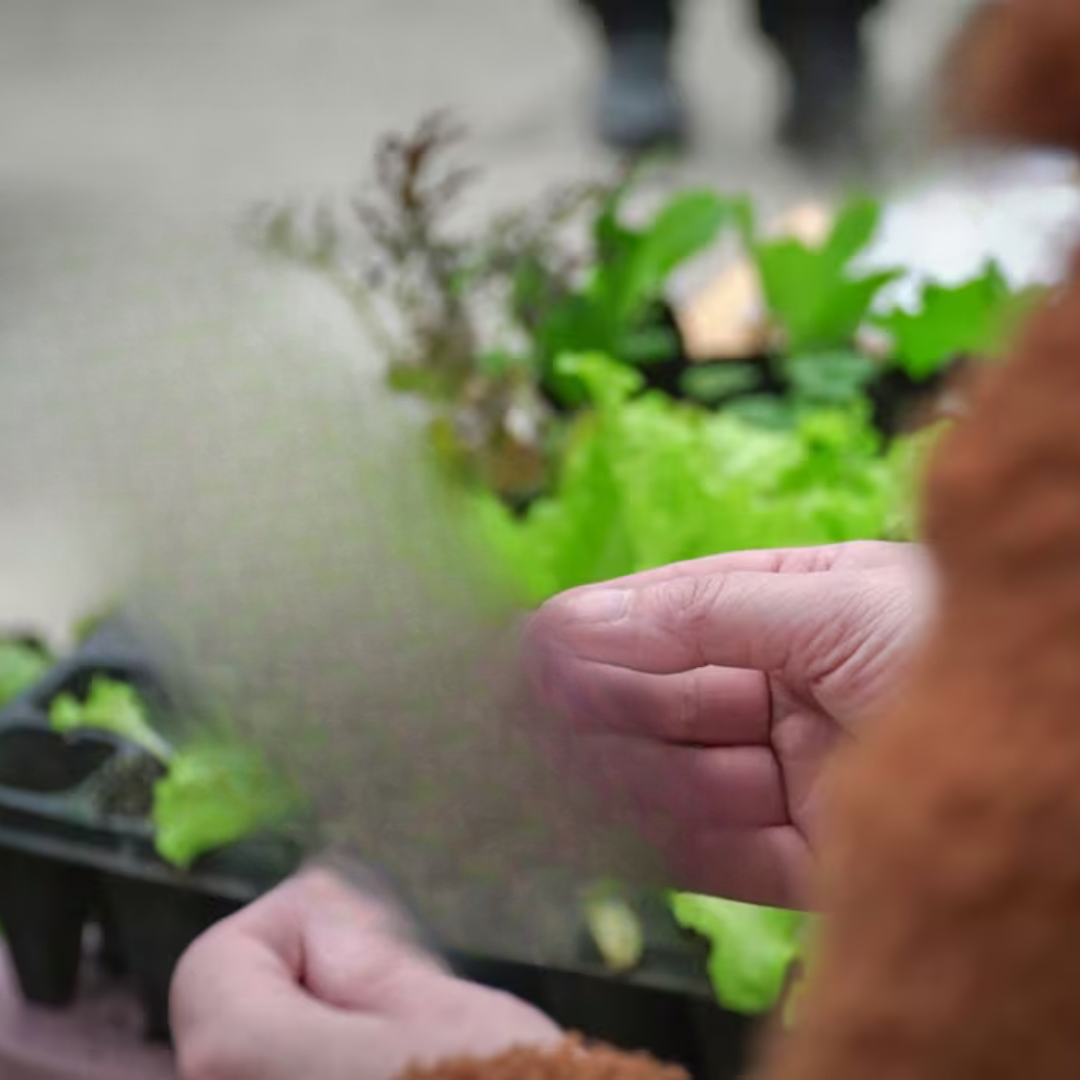 Resultados Subsidio Eléctrico 2026: Consulta Fechas y Montos