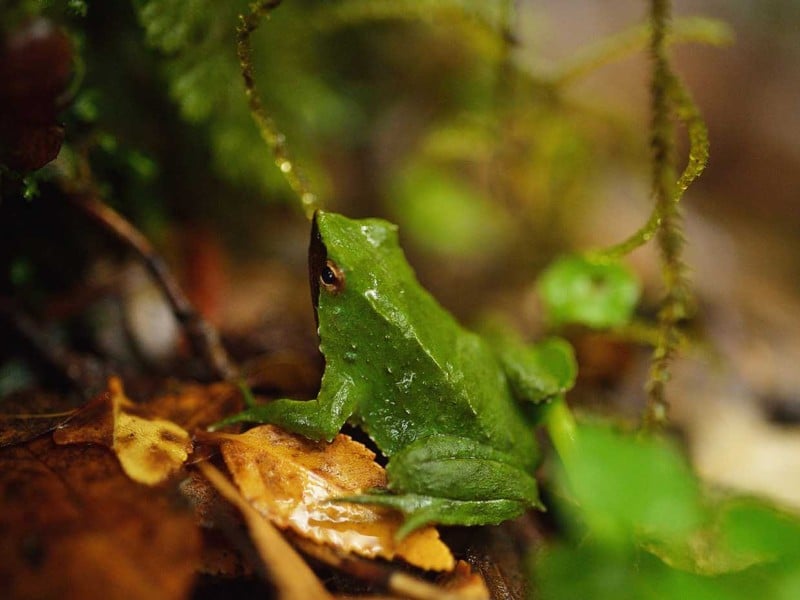 Firman Convenio Internacional para Conservar Ranita de Darwin