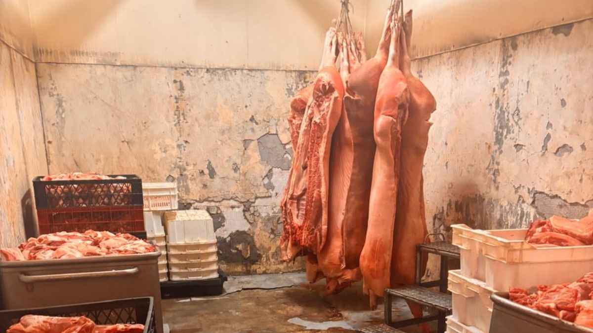 Cámara de una fábrica de cecinas de Osorno fiscalizada por la Seremi de Salud, con carne colgada y muros deteriorados