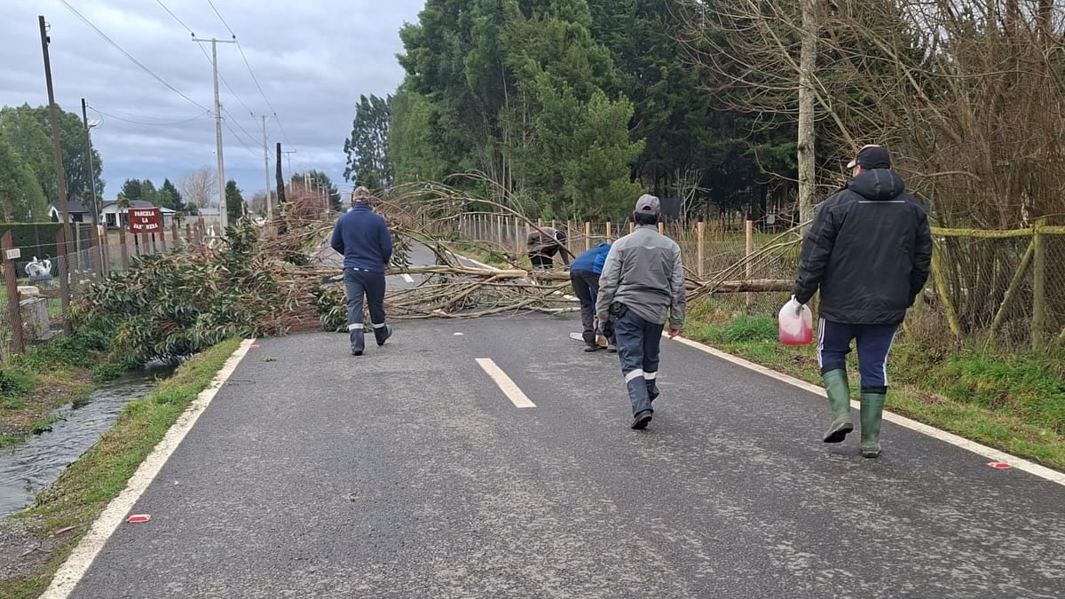 Vecinos caminan por un camino rural de Frutillar bloqueado por un arbol caido tras un sistema frontal