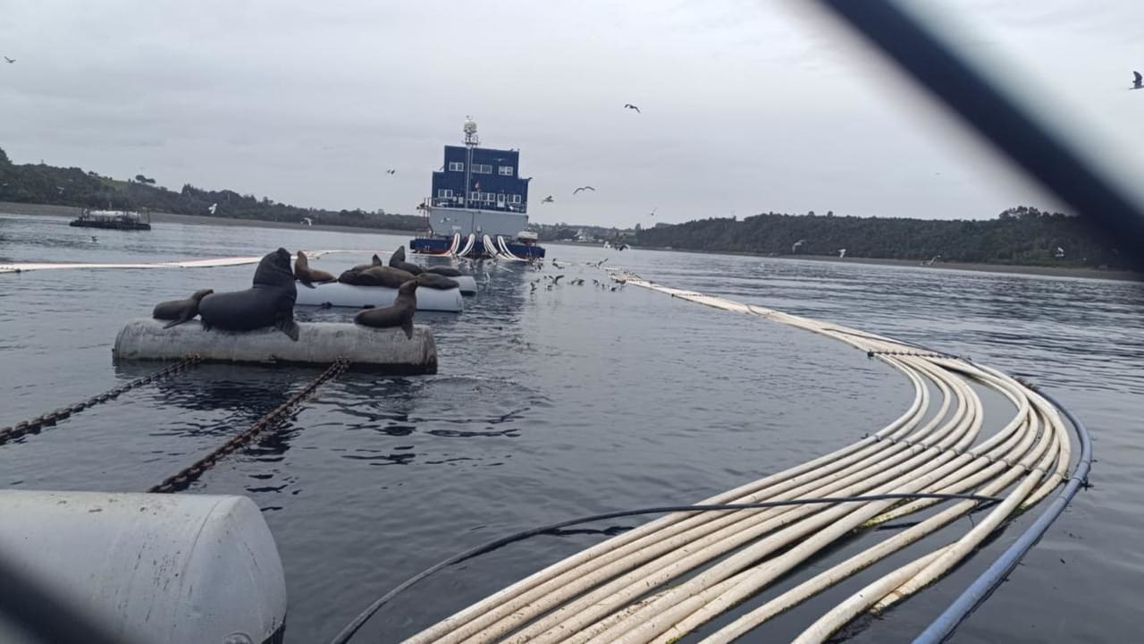Centro de cultivo de salmones San Antonio de Caleta Bay en Calbuco, con lobos marinos sobre una boya, imagen de archivo de Sernapesca