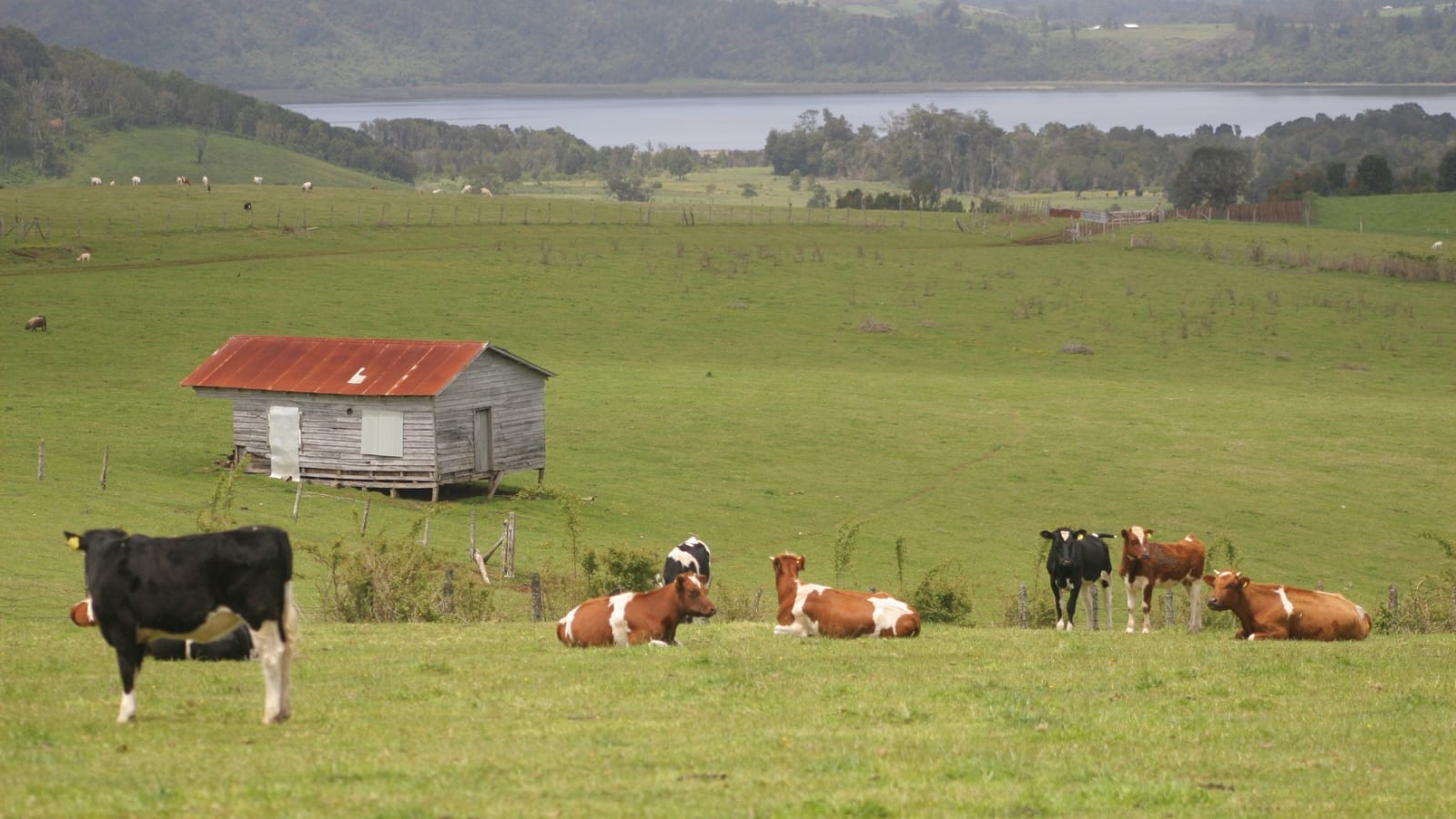 Vacas en una pradera del sur de Chile con un galpón y el lago al fondo