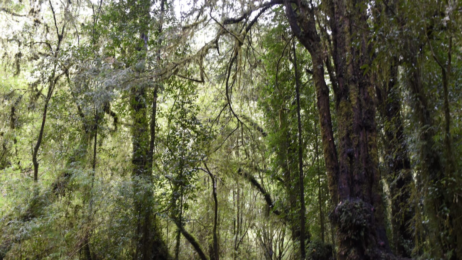 Bosque nativo siempreverde del Parque Nacional Alerce Andino, con árboles cubiertos de musgo y helechos.