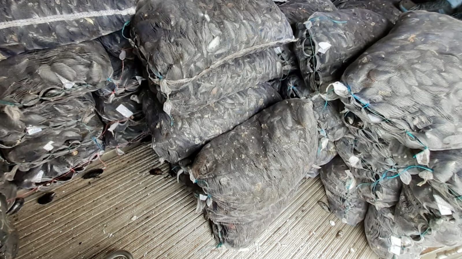 Sacos de mariscos apilados en el interior de un camión incautado en la barrera de Chacao, Chiloé