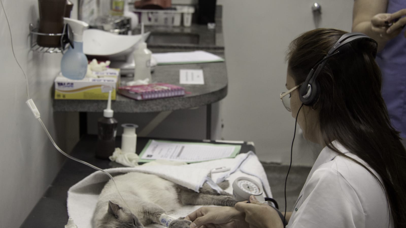 Veterinaria monitorea a un gato anestesiado durante una esterilización