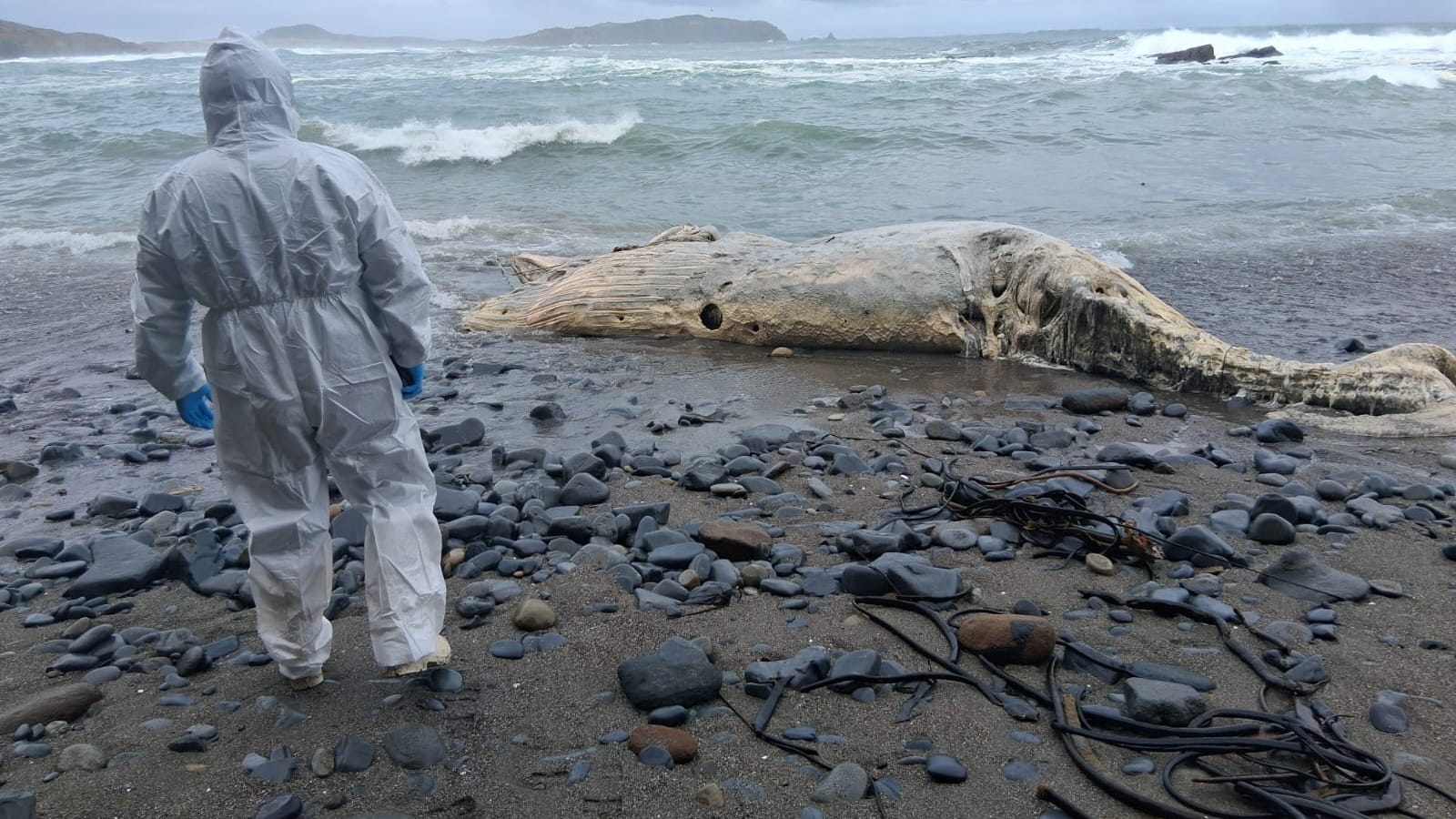 Un fiscalizador de Sernapesca con traje de protección camina hacia el cuerpo de una ballena varada en una playa de piedras de Los Muermos