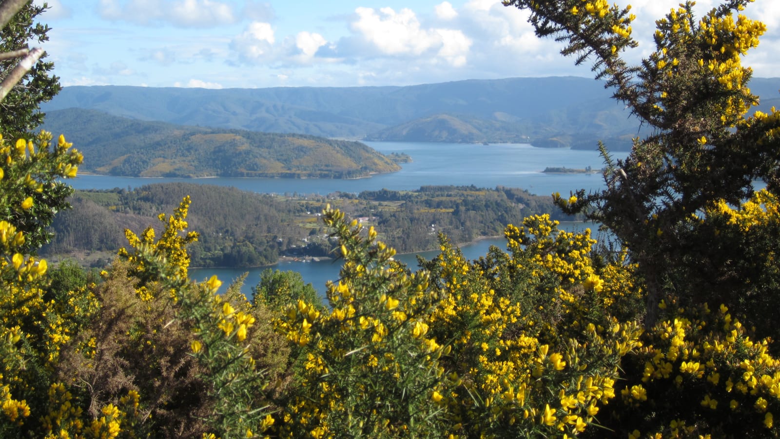 Matorrales de chacay en flor frente a una bahía del sur de Chile, en una imagen de archivo