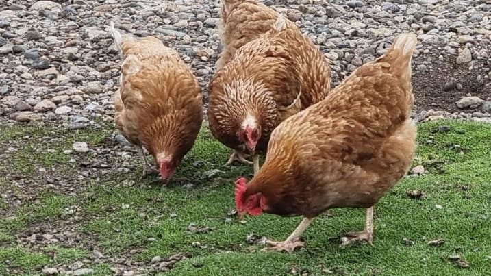 Gallinas de traspatio picoteando en el patio de una vivienda rural