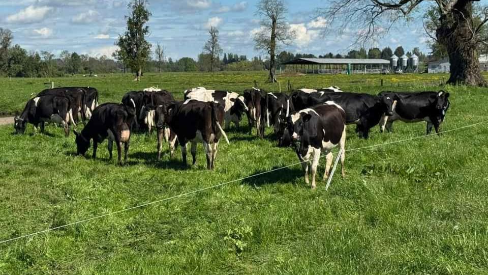 Rebaño de vacas lecheras pastando en una pradera del sur de Chile, con un galpón y silos al fondo