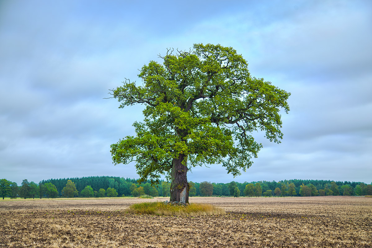 Jakob's Tree (Harvest)
