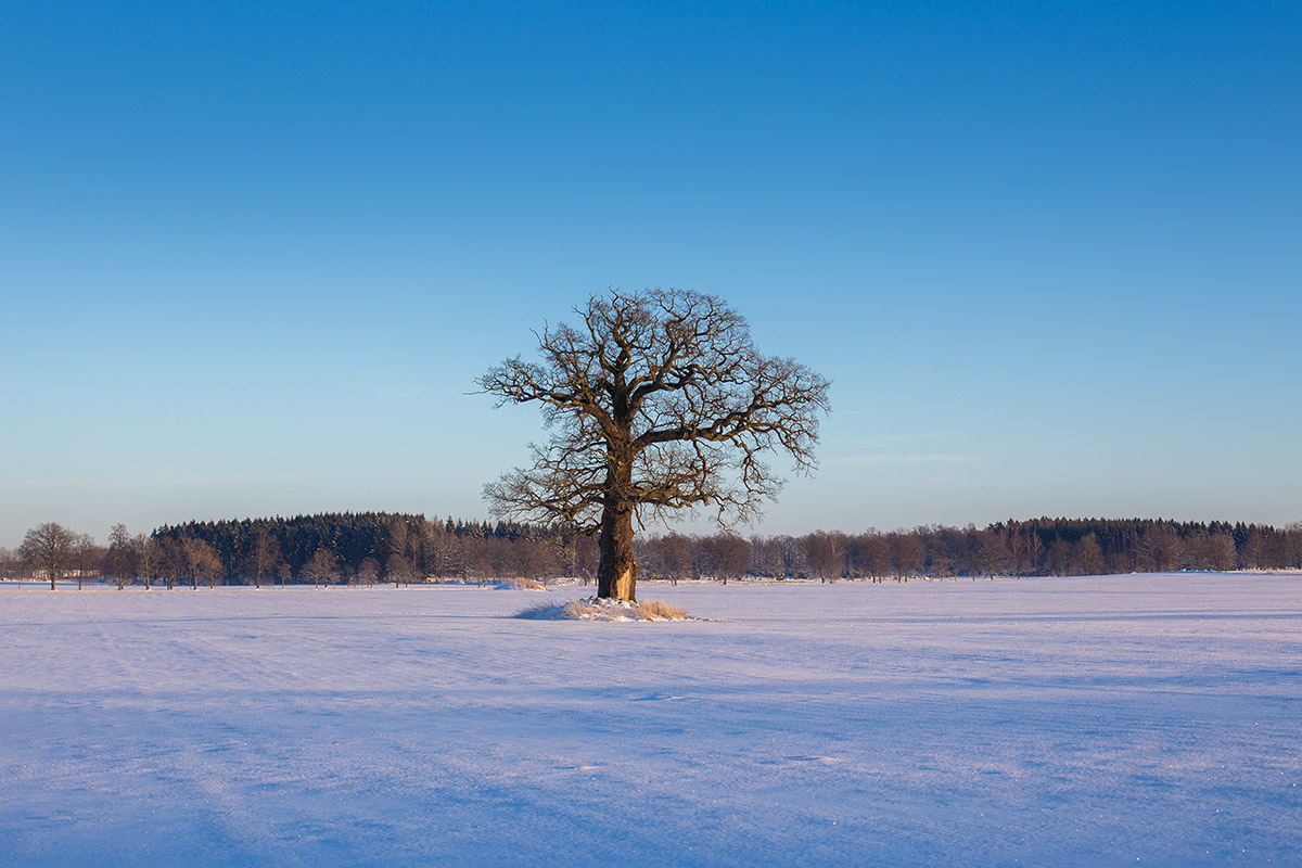 Jakob's Tree (Winter)